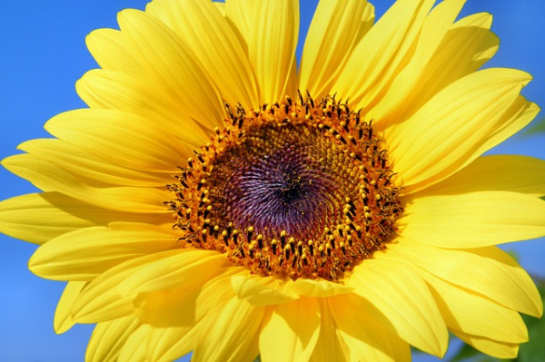 Frische Blume